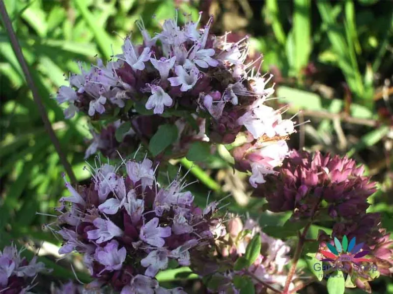 Семена на екзотичната подправка Майорана (Origanum majorana)