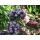 Семена на екзотичната подправка Майорана (Origanum majorana)