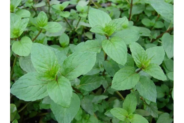 Семена на ароматна и свежа Мента (Mentha peperita)