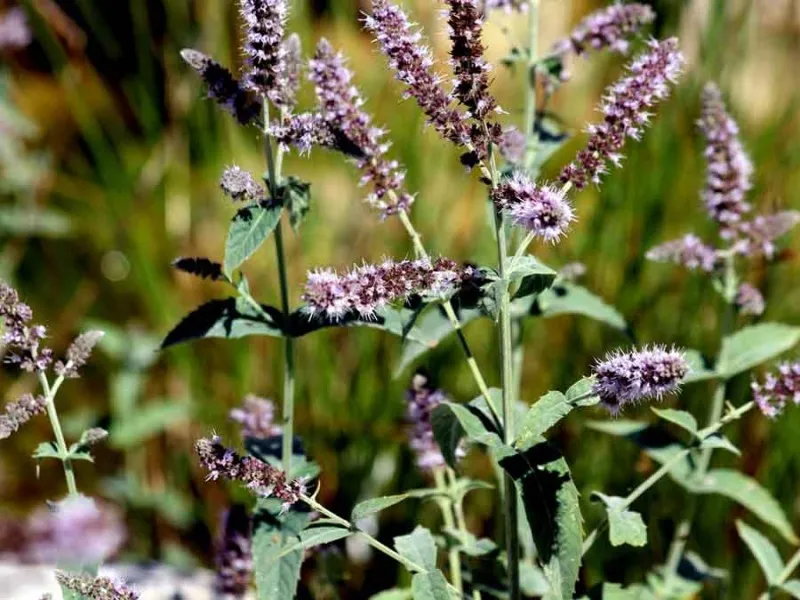 Семена на ароматна и свежа Мента (Mentha peperita)
