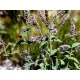 Семена на ароматна и свежа Мента (Mentha peperita)
