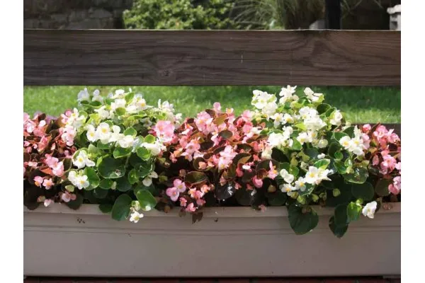 Семена на Градинска Бегония Семперфлоренс (Begonia semperflorens mix)