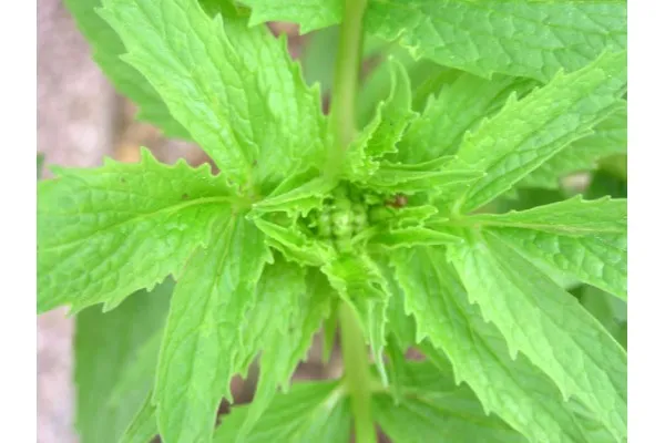 Семена на билката с успокояващо действие - Валериана, Дилянка (Valleriana officinalis)