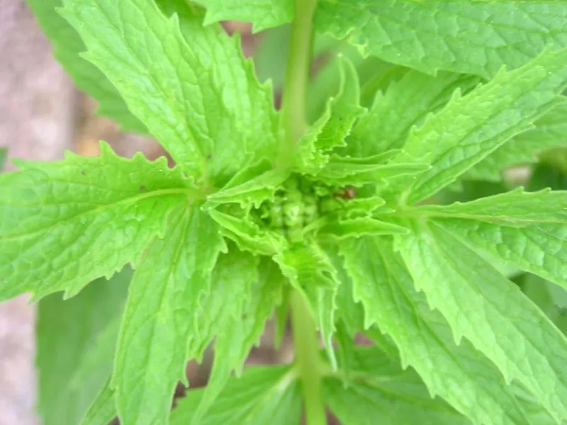 Семена на билката с успокояващо действие - Валериана, Дилянка (Valleriana officinalis)