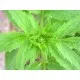 Семена на билката с успокояващо действие - Валериана, Дилянка (Valleriana officinalis)