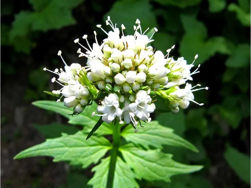Семена на билката с успокояващо действие - Валериана, Дилянка (Valleriana officinalis)