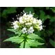 Семена на билката с успокояващо действие - Валериана, Дилянка (Valleriana officinalis)