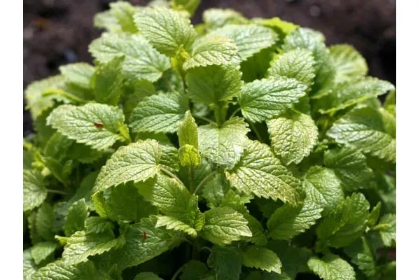 Семена на медоноса с лимонов аромат - Маточина (Melissa officinalis) представени от Севън сийдс ООД