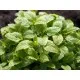 Семена на медоноса с лимонов аромат - Маточина (Melissa officinalis)