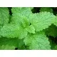 Семена на медоноса с лимонов аромат - Маточина (Melissa officinalis)