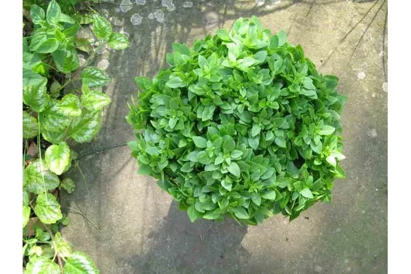 Симпатичен сорт семена от Мини Босилек за саксия (Ocimum basilicum mini)