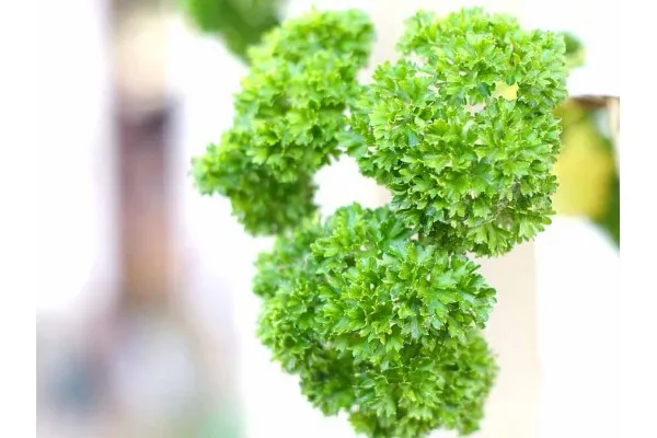 Семена на къдрав магданоз - Petroselinum crispum (Curly) представени от Севън сийдс ООД