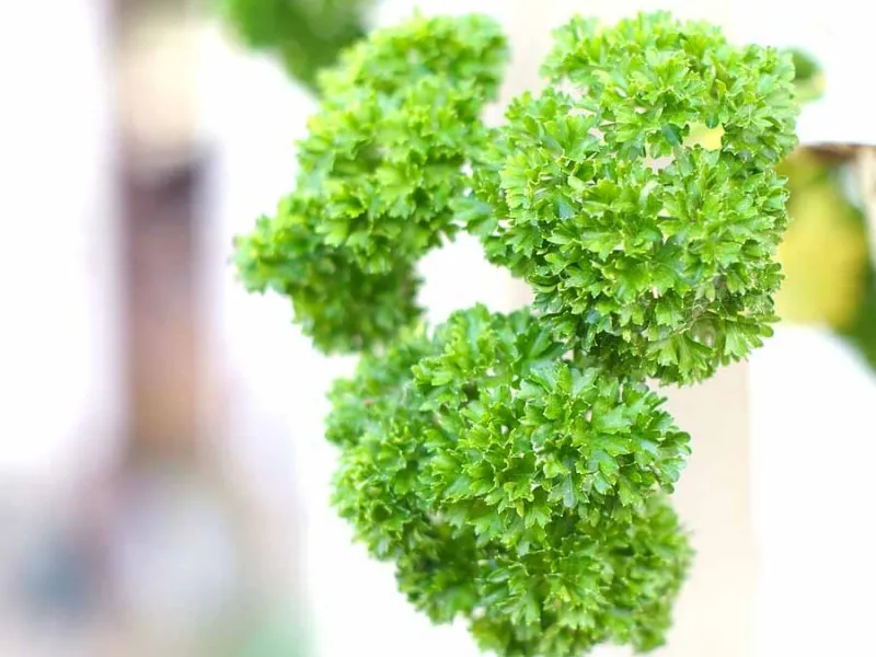 Семена на къдрав магданоз - Petroselinum crispum (Curly)