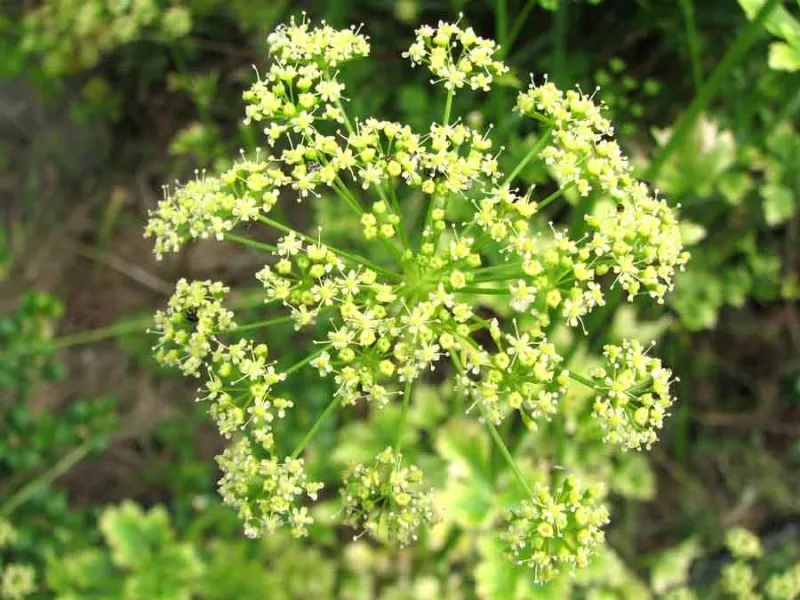 Семена на къдрав магданоз - Petroselinum crispum (Curly)