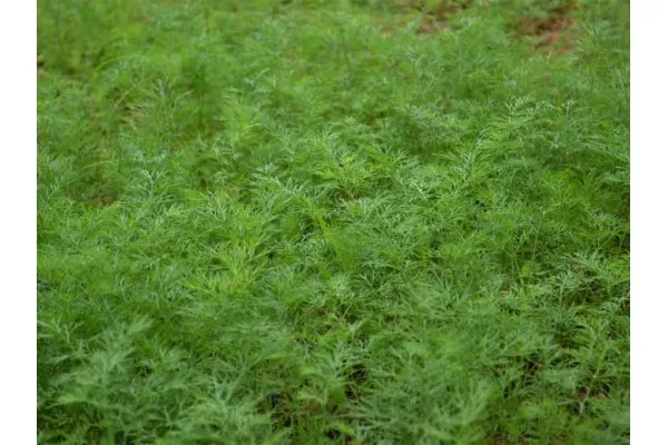 Семена от Копър Дукат (Anethum graveolens) от Геосемселект