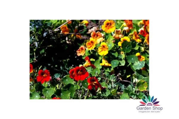 Семена на ниска Латинка цвете билка - Tropaeolum majus nanum представени от Севън сийдс ООД