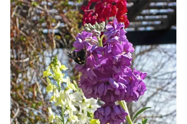 Семена на шибой - Матиола (Matthiola incana) представени от Севън Сийдс