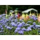 Семена микс от страхотния мексикански Агератум - Ageratum mexicanum