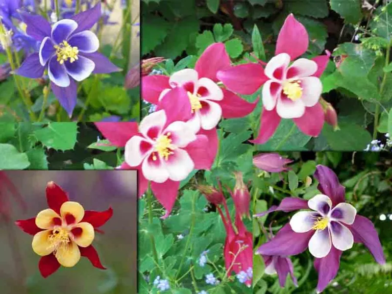Семена от цвете Кандилка – Аквилегия (Aquilegia x hybrida)