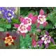 Семена от цвете Кандилка – Аквилегия (Aquilegia x hybrida)