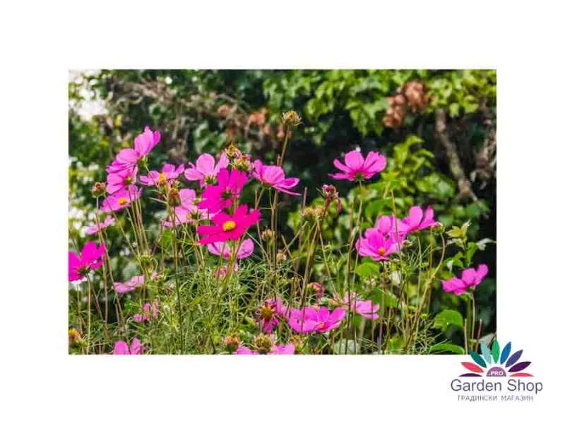 Семена на градински Космос - Cosmos bipinnatus