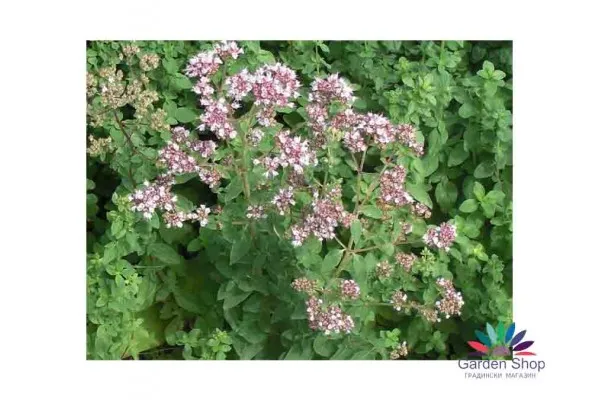Семена на обикновен Риган - Origanum vulgare