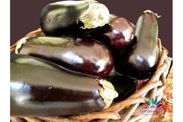 Професионални семена на патладжан Класик F1 (Solanum melongena l. - Classic F1)