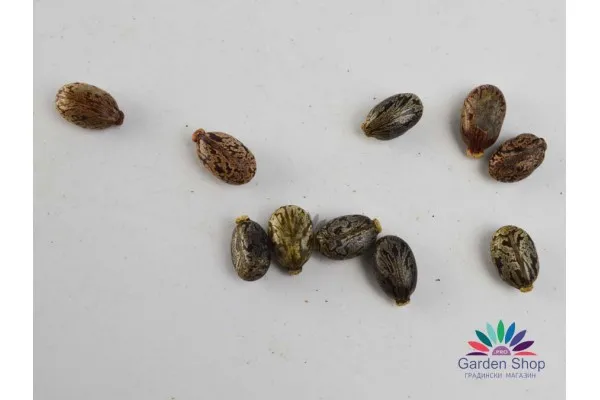 Семена на рицин като средство против къртици (Ricinus communis) представени от Севън Сийдс