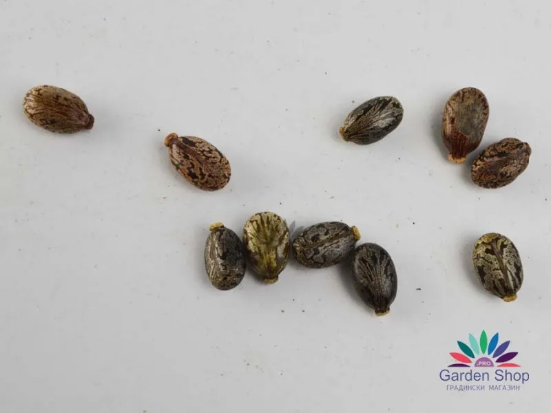 Семена на рицин като средство против къртици (Ricinus communis) представени от Севън Сийдс