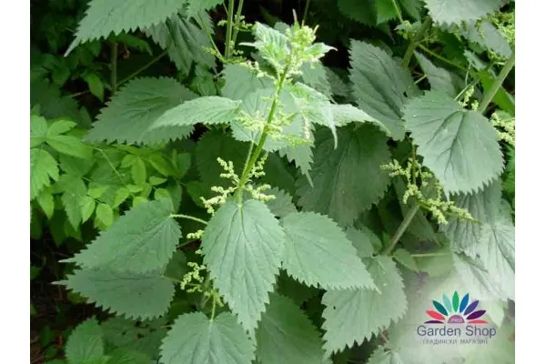 Семена от коприва (Urtica dioica) – аналог на суперхраната спирулина представени от Севън Сийдс