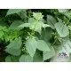 Семена от коприва (Urtica dioica) – аналог на суперхраната спирулина
