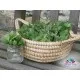 Семена от коприва (Urtica dioica) – аналог на суперхраната спирулина