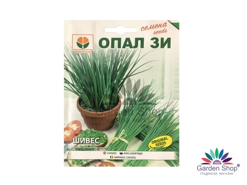 Туфа луков шивес с тънки зелени листа