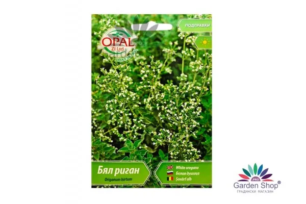 Семена на силно ароматен бял Риган (Гръцки риган) - Origanum hirtum представени от Севън Сийдс