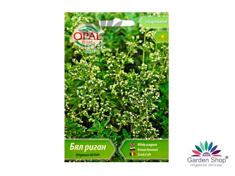 Семена на силно ароматен бял Риган (Гръцки риган) - Origanum hirtum