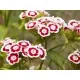 Семена от Топ Карамфил - Dianthus barbatus (Диантус барбатус)