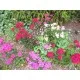 Семена от Топ Карамфил - Dianthus barbatus (Диантус барбатус)