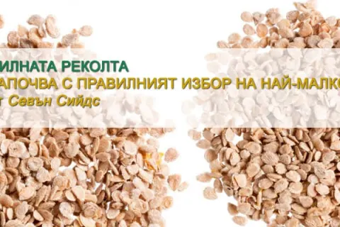 Как да изберем най-добрите семена от домати