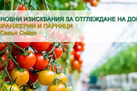 Основни изисквания за отглеждане на домати в оранжерия