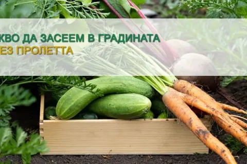 Какво да засеем в градината през пролетта?
