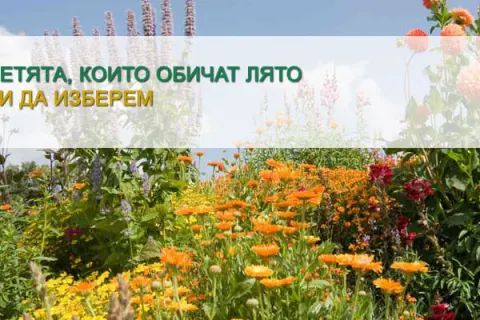 Цветята, които обичат лятото – кои да изберем?