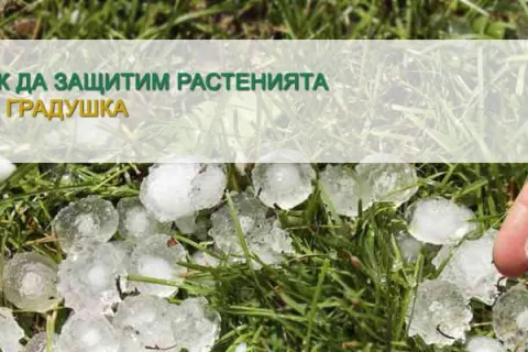 Как да защитим растенията от градушка?
