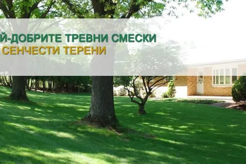 Най-добрите тревни смески за сенчести терени