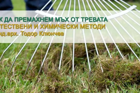 Как да премахнем мъх от тревата – естествени и химически решения?