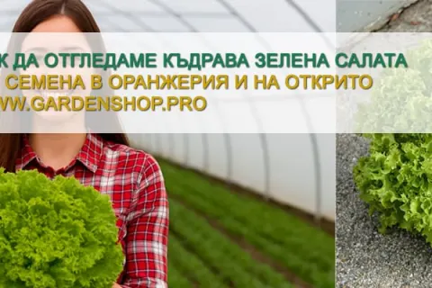Как да отгледаме къдрава зелена салата Лоло Бионда – свежест, енергия и италиански чар във вашата градина
