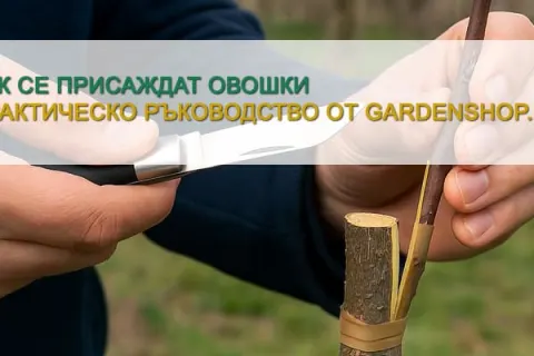 Как се присаждат овошки: Практическо ръководство