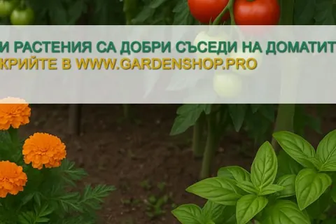 Кои растения са добри съседи на доматите?