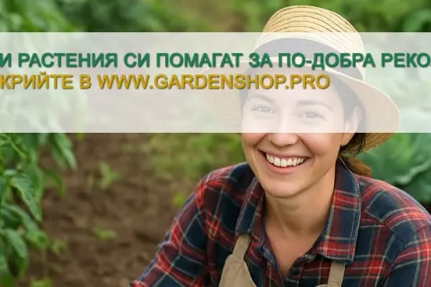 Кои растения си помагат за по-добра реколта?