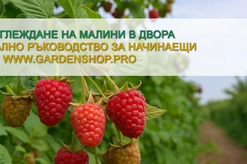 Отглеждане на малини в двора - Пълно ръководство за начинаещи