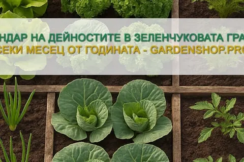 Календар на дейностите в зеленчуковата градина за всеки месец от годината